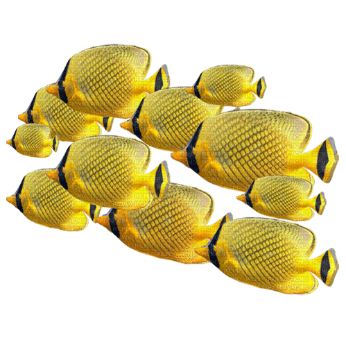 Yellow Fish Group