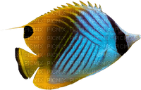 GoatFish