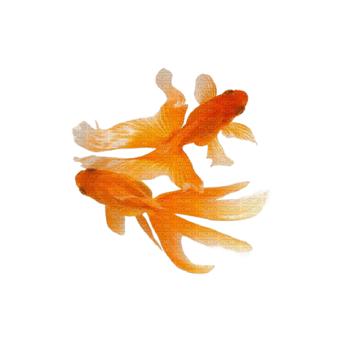 Goldfish