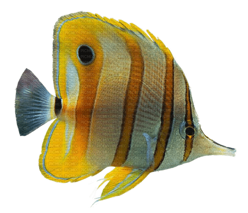 YellowFish